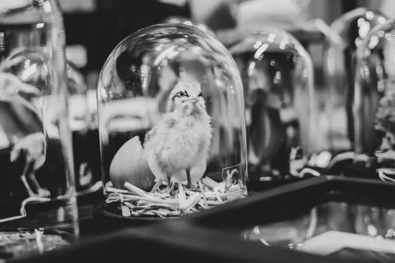 Carritatif Tatoo Days 2023