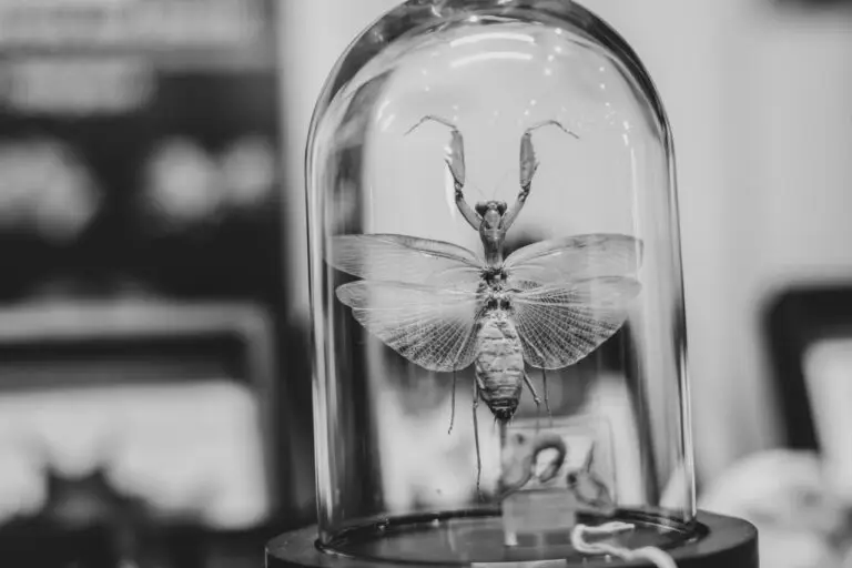 Carritatif Tatoo Days 2023